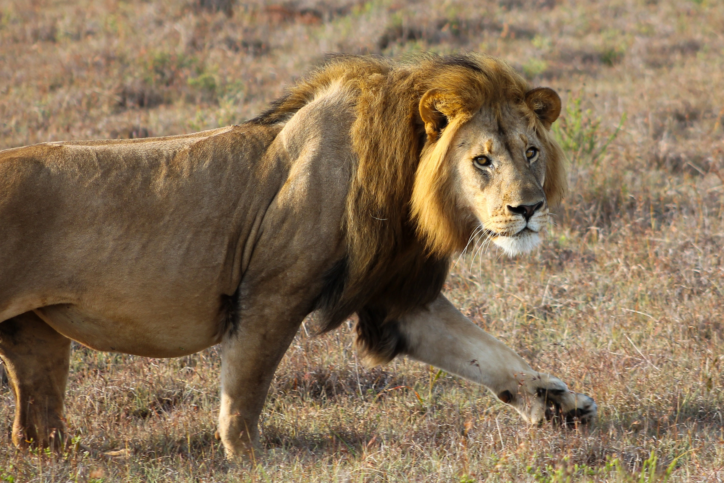 Amakhala_Game_Reserve[1].webp